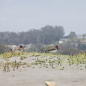 Architecture Inspired by Birds: Fundación Cosmos and the Wetland Parks of Chile - Image 8 of 25